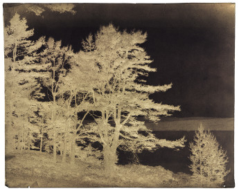 Horatio Ross (Scottish, 1801-1886), Fir trees on the banks of Dornoch Firth between Ardgay and Fearn