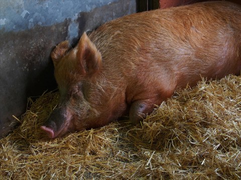 Thibault Godbillon, 75 - RESTING PIG FACE